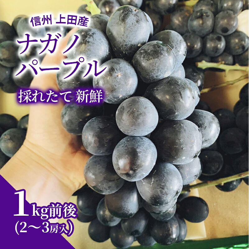 【ふるさと納税】ナガノパープル 1kg前後 2～3房 ぶどう 葡萄 ブドウ 長野パープル 1kg 果物 くだもの フルーツ デザート 大粒 旬の果物 旬のフルーツ 長野県 長野　お届け：2026年8月下旬～9月中旬