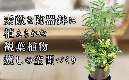 D039【ふるさと納税】季節の観葉植物寄せ植え　6号陶器鉢　選べる鉢色　室内園芸装飾マイスター岡部太郎氏監修