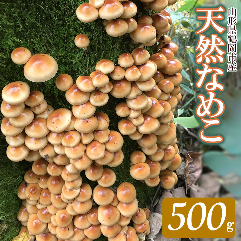【ふるさと納税】【令和7年産先行予約】山形県 鶴岡市産 天然 なめこ 500g （発送時期：10月1日〜11月30日頃） きのこ わかば屋　2025年