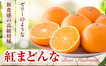 紅まどんな 1箱 5-6個入 フルーツ 果物 みかん BJBI003
