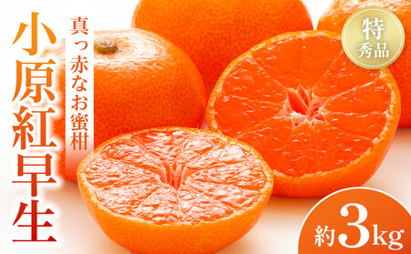 【2026年11月中旬より発送】特秀品！真っ赤なお蜜柑「小原紅早生」約3kg