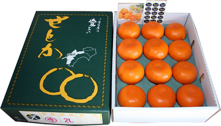 せとか（ハウス）（JAえひめ中央）約2.7kg 3L~Lサイズ（10~15玉） （愛媛県産 みかん 蜜柑 オレンジ みかん 柑橘 果物 フルーツ みかん 家庭用 お取り寄せ みかん おすすめ 愛媛県 