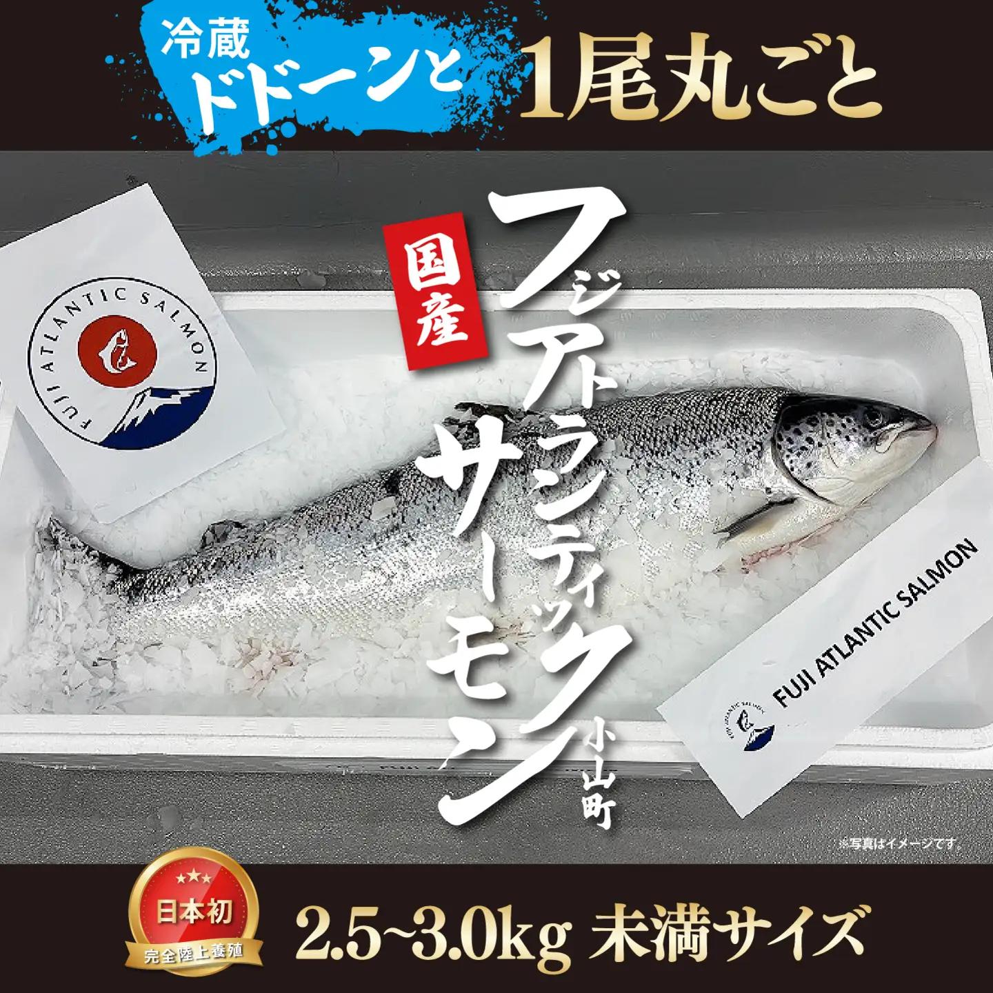 フジアトランティックサーモン 冷蔵 1尾 2.5～3.0kg未満サイズ 国産サーモン