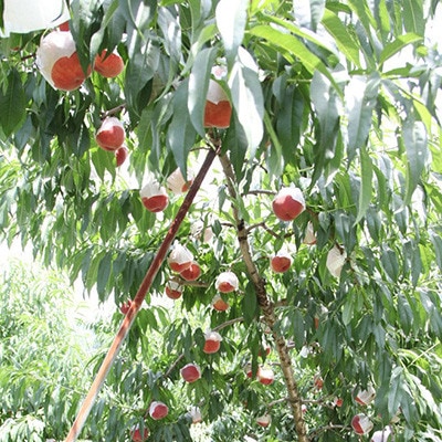 山梨県山梨市産 桃 約3kg(8～12玉)【配送不可地域：離島】
