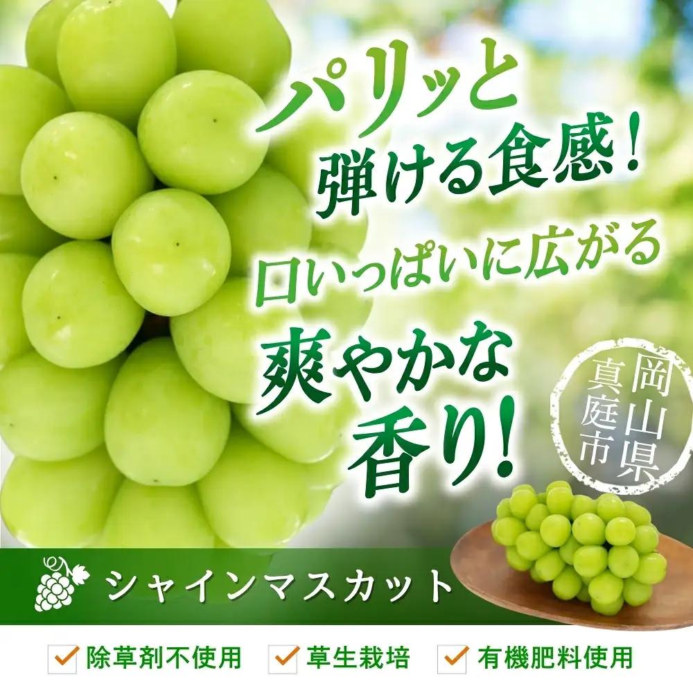 【2026年先行予約】花笑み農園の『シャインマスカット』500ｇ以上（中１房）岡山 ぶどう シャインマスカット 真庭市 【hana081-01】