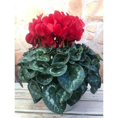 ふるさと納税 藤枝市 高級シクラメン鉢植え　赤5号 |  | 01