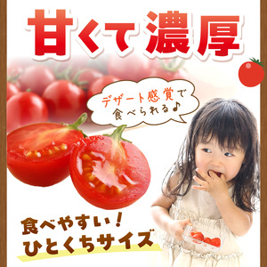 【0195-4】ミニトマト キャロルセブン 2kg【和歌山産】《先行予約》 ミニトマト