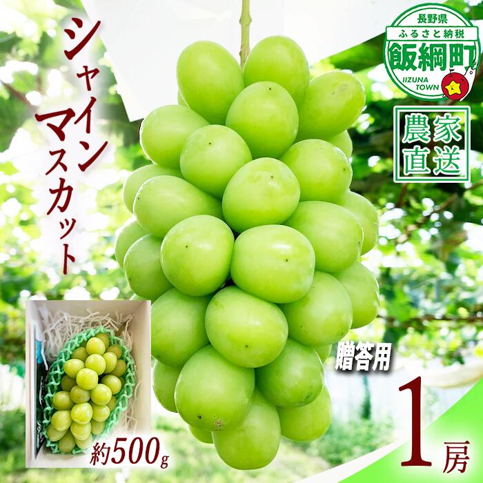【ふるさと納税】 ぶどう シャインマスカット 贈答用 1房 ( 約 500g ) ファームトヤ配送は本州限定 令和8年度収穫分 長野県 飯綱町 〔 信州 果物 フルーツ ブドウ マスカット 葡萄 長野 13000円 予約 農家直送 〕発送時期：2026年9月中旬〜2026年10月上旬