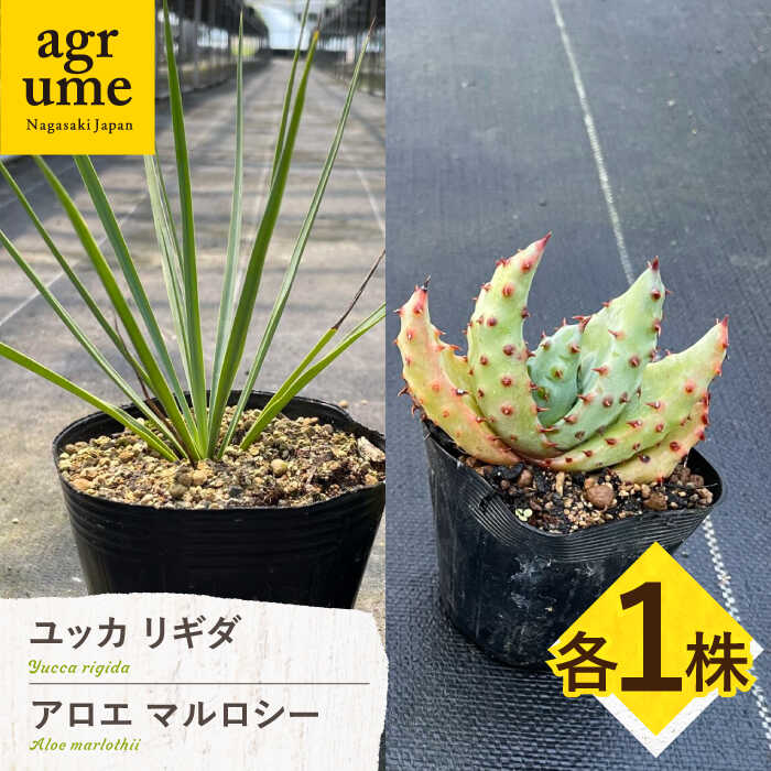 【ふるさと納税】ユッカ リギダ ＆ アロエ マルロシー 各1株　長与町/アグリューム　 Yucca rigida ＆ Aloe marlothii 長与町/アグリューム[EAI219] ゆっかりきだ ＆ あろえ まるろしー 植物 一点もの 送料無料 常温 長与町 国産 植物 おしゃれ インテリア 雑貨 人気