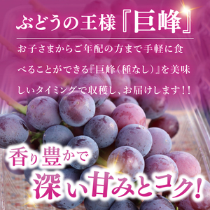 【9月上旬より順次発送】【数量限定】種なし巨峰 約1キロ（2～3房）【巨峰 ブドウ ぶどう フルーツ 果物 くだもの 濃厚 種なし 水戸市 茨城県】（MA-2）