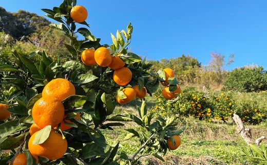 【訳あり】【数量限定】長崎県時津町産 青島温州みかん 約10kg【2024年12月下旬-2025年1月下旬発送予定】果物 くだもの フルーツ みかん ミカン 蜜柑 柑橘 温州みかん
