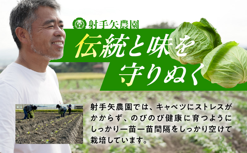 【先行予約】泉州キャベツ 5kg 2～5玉 【新鮮 野菜 泉佐野産 やさい 射手矢農園 高評価 数量限定 TVで紹介！】 G1624