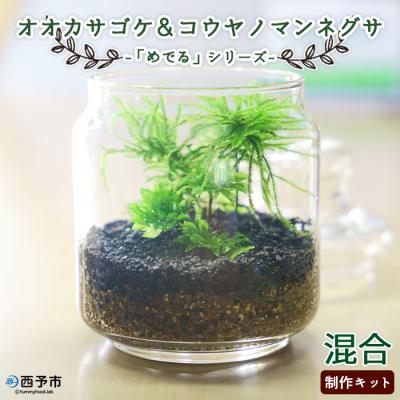 ふるさと納税 西予市 「めでる」シリーズ:苔テラリウム制作キット オオカサゴケ&コウヤノマンネングサ 混合パック | 