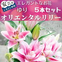 ユリ（オリエンタルリリー）5本セット　高知県安芸市「福田園芸」　ゆり　オリエンタル・ハイブリット　大輪で香りが良く、ユリの王様、女王と呼ばれています　ギフトにもおすすめ　プレゼント　送料無料