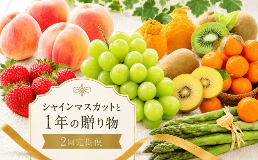 
                  定期便 2回  選べる フルーツ 果物 野菜 シャインマスカット ゴールドキウイ キウイ 桃 もも いちご 苺 アスパラ デコポン みかん 温州みかん 小原紅早生 贈答用 ギフト プレゼント 旬 旬のフルーツ 香川県 丸亀市
                