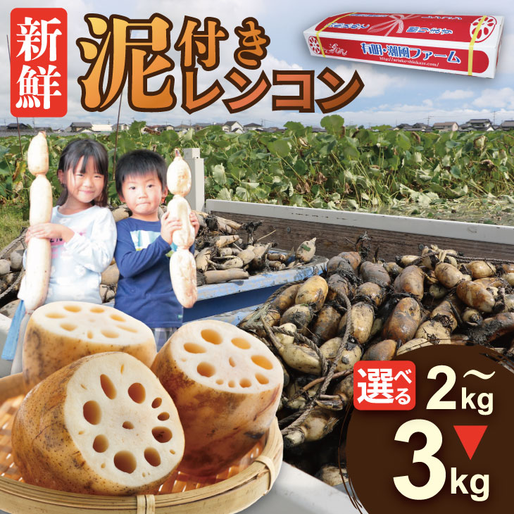 【ふるさと納税】佐賀県産 泥付き レンコン（ 2kg〜3kg ） 選べる 送料無料 農家直送 九州 佐賀 続々高評価 蓮根 野菜 根菜 サラダ マリネ 【A085-021】