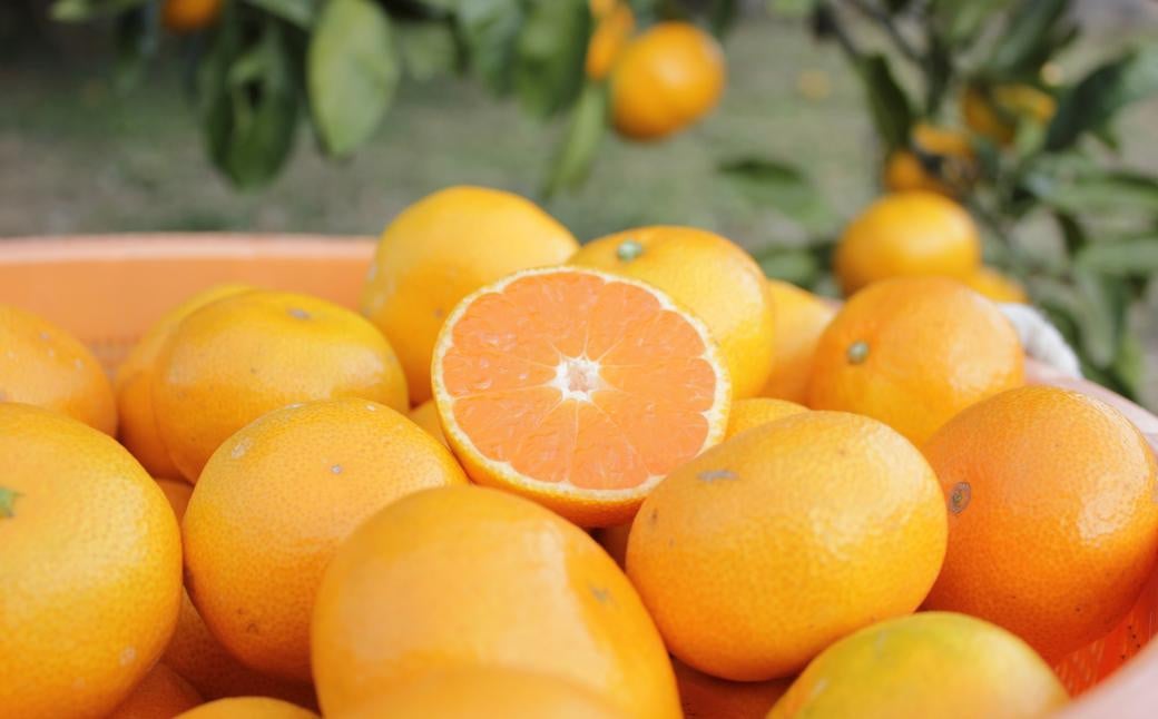 長崎県産 温州みかん 5kg (個数・サイズ おまかせ) フルーツ 果物 くだもの 果実 ミカン 蜜柑