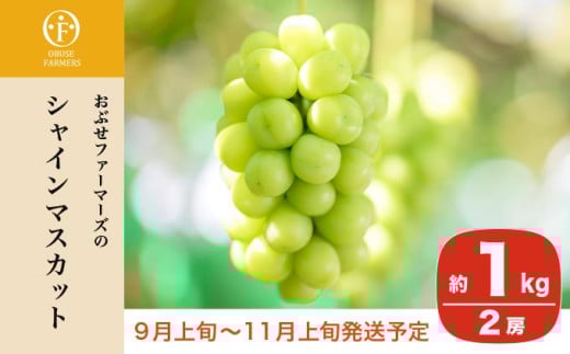 シャインマスカット 約1kg 2房 ［おぶせファーマーズ］ 果物 フルーツ ぶどう 葡萄 数量限定 先行予約 長野 信州 令和8年産 【2026年9月上旬～11月上旬発送】