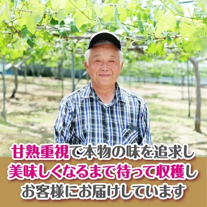 【先行受付】シャインマスカット 600g × 2房 【1.2kg ぶどう ブドウ 葡萄 2026 予約 先行予約 種なし 皮ごと 甘い 完熟 フルーツ おすすめ 旬 お取り寄せ 島根県 安来市】 【2