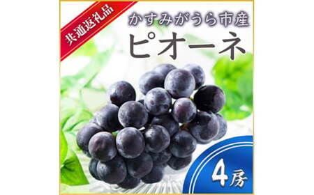 ピオーネ 4房 ＜2026年7月より順次発送予定＞ (県内共通返礼品:かすみがうら市産) 先行予約 ぶどう ブドウ 葡萄 フルーツ 茨城 新鮮 (BR059)