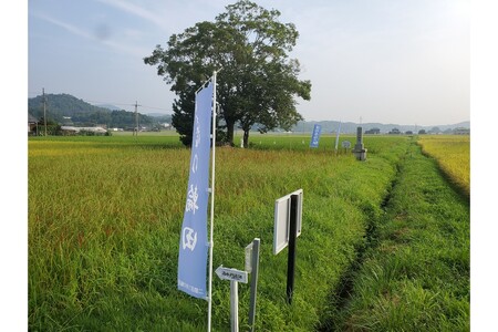 2025年産 京丹後産稲作発祥の地コシヒカリ特別栽培米 月の輪田米 玄米5kg（天日干し）