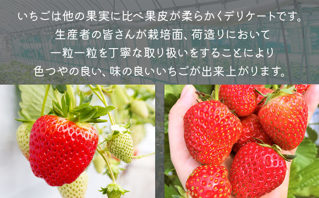 福岡県産 博多あまおう約560g（約280g×2パック入り）  【2025年1月下旬～3月下旬発送予定】