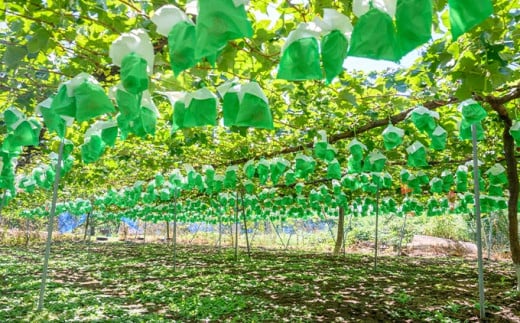 シャインマスカット 約1kg 2房 ［おぶせファーマーズ］ 果物 フルーツ ぶどう 葡萄 数量限定 先行予約 長野 信州 令和8年産 【2026年9月上旬～11月上旬発送】 約1kg（2房） / 10