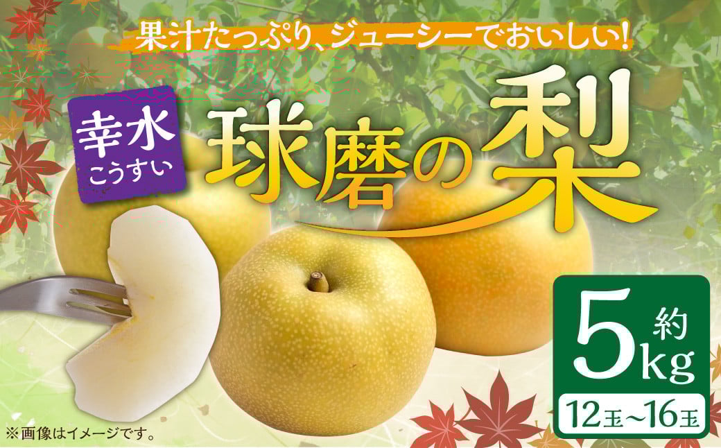 
            【発送時期：2025年8月上旬～8月中旬】熊本県ＪＡくま産　球磨の梨　幸水 5kg（12玉～16玉）
          