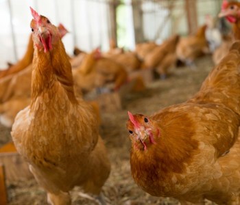平飼い有精卵セット（5種各6個・計30個） ひよころ鶏園 卵 たまご 地鶏 赤鶏あずさ にいがた地鶏 軍鶏 名古屋コーチン 岡崎おうはん 国産 食べ比べ 平飼い 新鮮 レモンイエロー 新潟県 阿賀野市