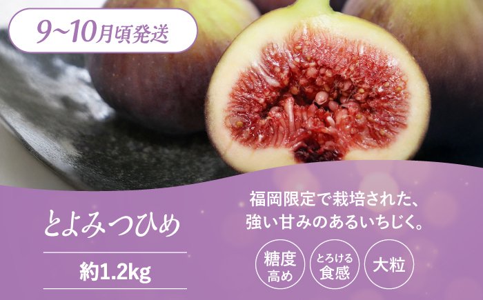 【全3回定期便】九州・福岡もぎたて フルーツ定期便 C＜一般社団法人地域商社ふるさぽ＞那珂川市 フルーツセット [GBX023]