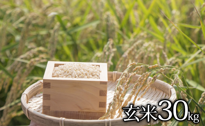 はなまる農園令和6年新米香川県産「コシヒカリ（玄米）30kg」 12月配送