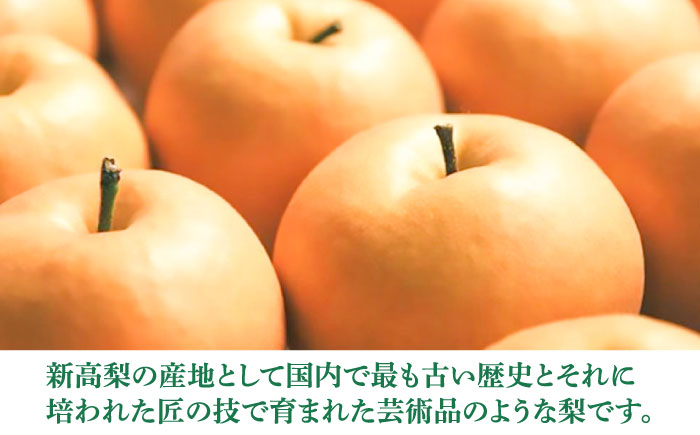 【先行予約】 まるはり新高梨（約800g×3玉入） 〈2025年9月下旬から発送開始〉 / 新高梨 梨 果物 フルーツ デザート 　【高知市農業協同組合】 [ATBK002]