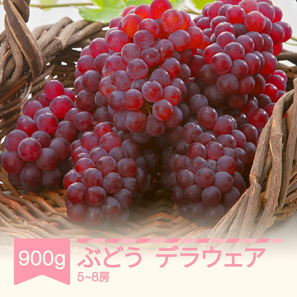 【ふるさと納税】 先行予約 デラウェア 約900g 令和8年産 2026年産 果物 葡萄 ぶどう mm-budwx900
