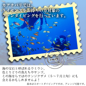 水着1つでお越しください!徳島最南端の海でファンダイビング!