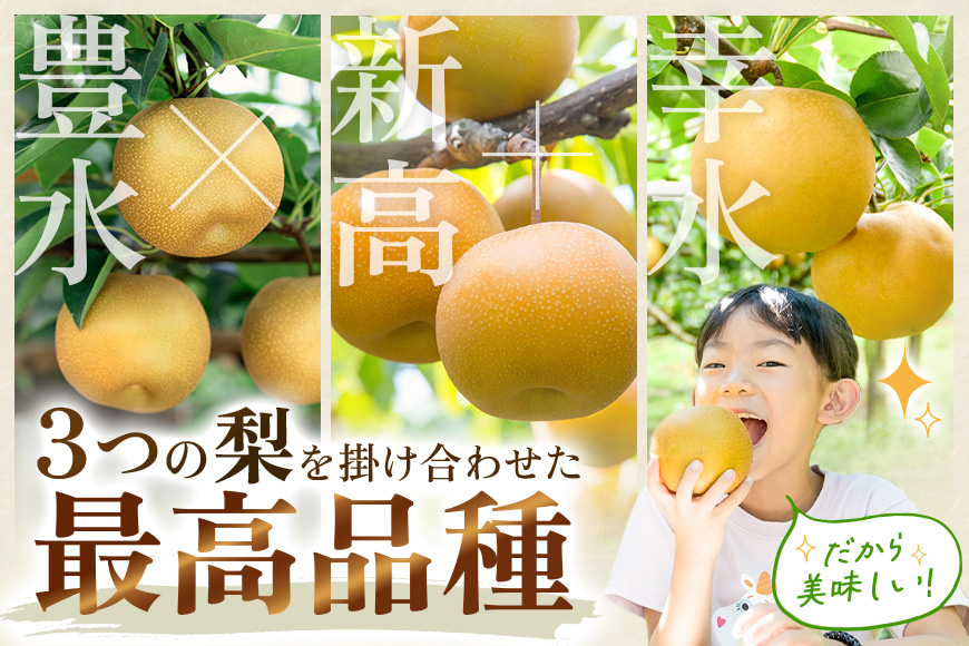 【先行予約】 しゅうたの畑 あふれる果汁 幸水梨 6玉から7玉 【2026年7月下旬から8月上旬 出荷予定】 梨 なし ナシ 幸水 こうすい 果物 くだもの フルーツ 果実 ジューシー 産直農園 お取
