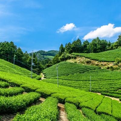 ふるさと納税 宇治田原町 宇治・有機焙じ茶ティーバッグ　3g×40個入×3缶 |  | 02