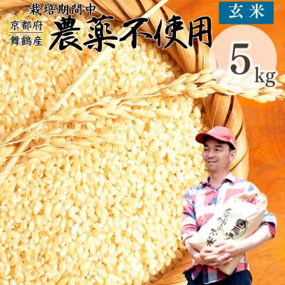 ふるさと納税 舞鶴市 令和8年産 棚田米 玄米 5kg 栽培期間中農薬不使用