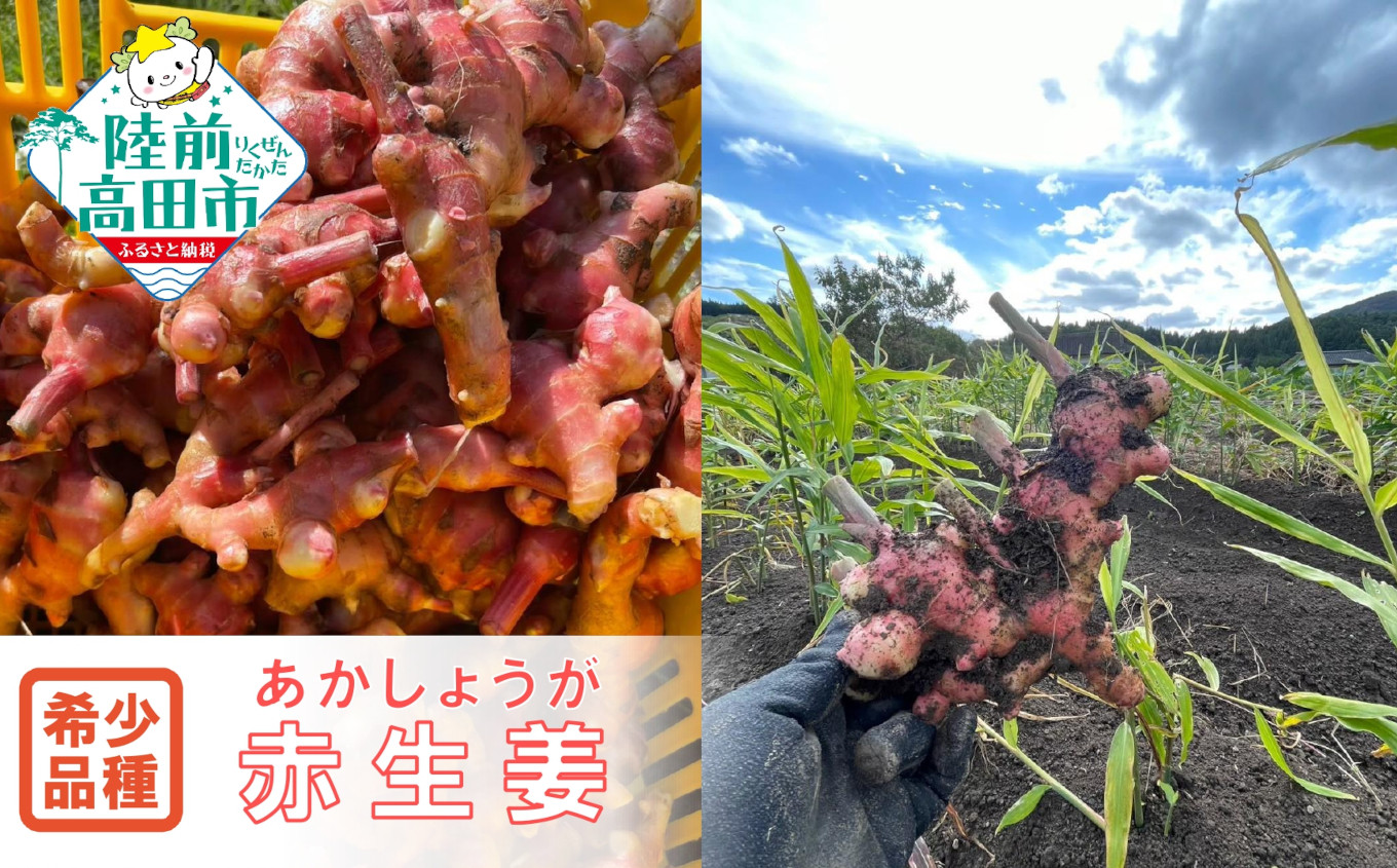 
            【先行予約】 希少品種 赤生姜 内容量が選べる 約500g～1kg 【 ショウガ 産地直送 新鮮 料理 野菜 薬味 岩手県 陸前高田市 】2025年10月から発送予定
          