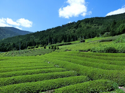 香りと旨みを贅沢に　静岡産 茎茶（棒茶）たっぷり1kgセット（500g×2袋）