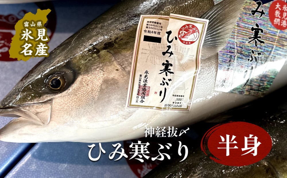 
【先行予約】ひみ寒ぶり朝どれ 半身（神経抜〆8～10kgの半分）【半七】※配送地域限定　｜ 富山湾 氷見 氷見漁港 能登 寒ブリ 半身 天然鰤 天然 鮮魚 ブリ 産地直送 期間限定
