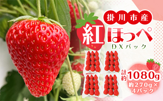 【2026年出荷先行予約】総重量約1080g【掛川市産】いちご・紅ほっぺ DXパック(4パック入)【配送不可地域：離島・北海道・沖縄県・四国・九州】