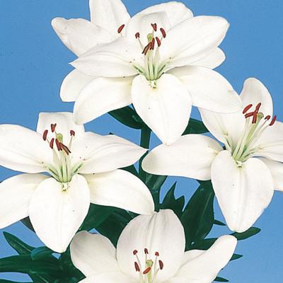 ふるさと納税 えびの市 ユリ球根 カラフルすかしユリセット4色16球 |  | 02