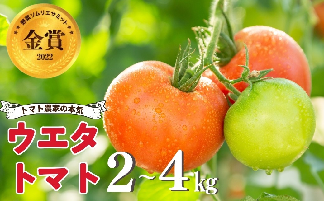 
                  《先行予約》 濃厚！ウエタトマトのトマト 選べる 2kg・4kg ／ とまと 冬トマト 野菜 厳選 愛知県 産地直送 田原市 渥美半島 冬季 大玉 大玉トマト 高評価 
                