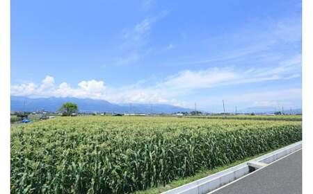 ベビーコーン 約5kg [ラハマン農園 山梨県 中央市 21470819] トウモロコシ とうもろこし ベビーコーン ヤングコーン 期間限定 季節限定 数量限定 産地直送 【2026年5月上旬～6月上