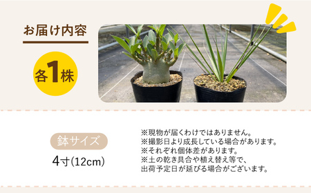 アデニウム アラビカム ＆ ユッカ リギダ 各1株 Adenium arabicum ＆ Yucca rigida 長与町/アグリューム[EAI207]