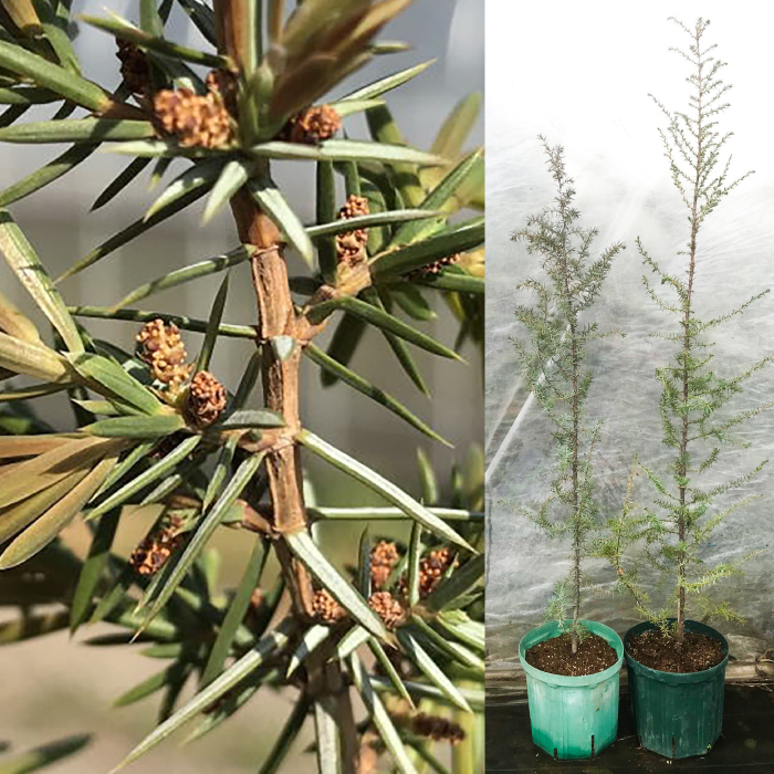 ジュニパーベリー特大苗(西洋ネズ)オス木・メス木セット Juniperus communis 樹高100cm前後 口径18cm スリット鉢植え【Herb＆Rose】 [BHCQ001]