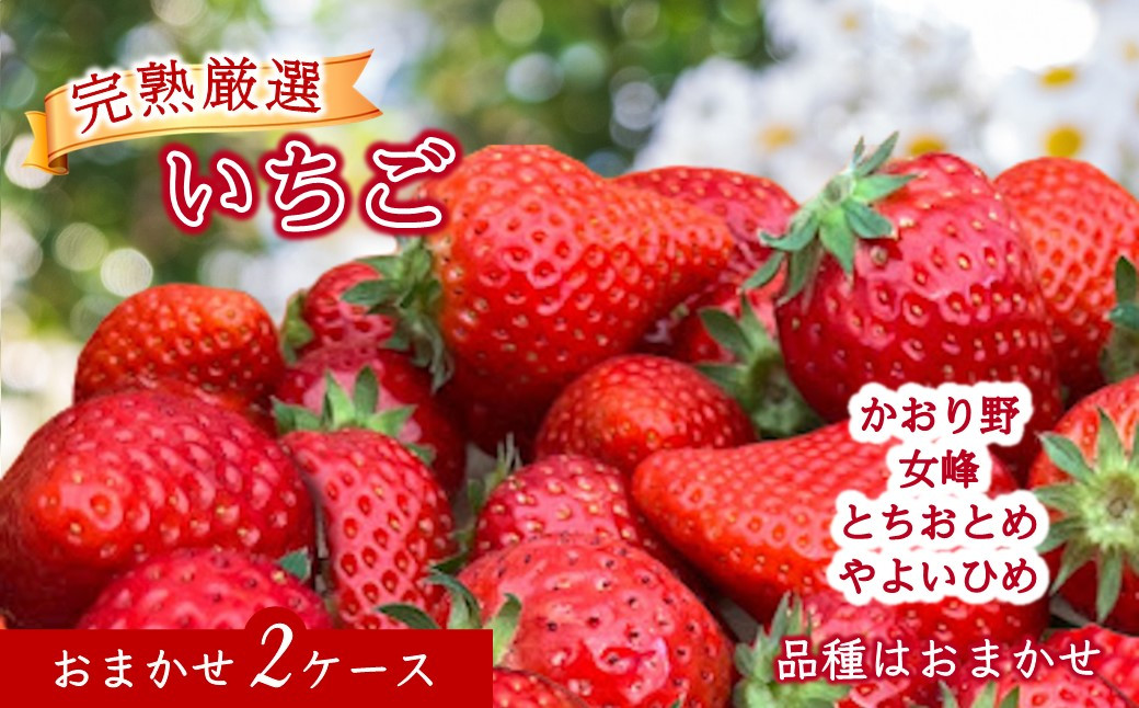 
            ～品種おまかせ～ 厳選完熟いちご 2ケース とちおとめ やよいひめ かおり野 女峰 イチゴ 苺 完熟 フルーツ 果物 ストロベリー 旬 贈答用 プレゼント いちご イチゴ
          