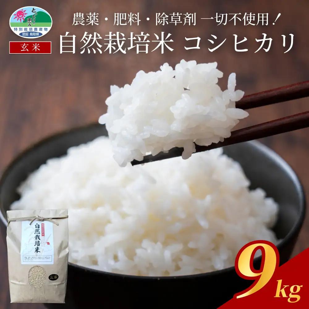 【2026新米先行予約】岩美町産自然栽培米こしひかり（玄米）３kg×３袋｜鳥取 岩美 お米 こめ 玄米 無農薬 無肥料 早期予約【31008】