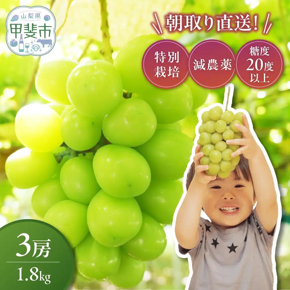 樹上完熟 シャインマスカット（特別栽培）1.8㎏／3房 山梨シャインマスカット