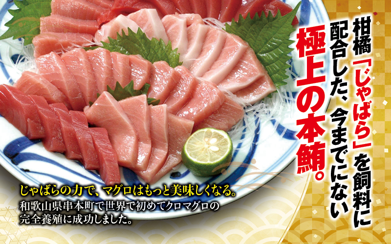 本マグロ 大トロ&中トロ＆赤身セット 500g（養殖)  【配達日指定不可】濃厚な赤身と高級部位トロの鮪好きにはたまらないセット 【nks110D】